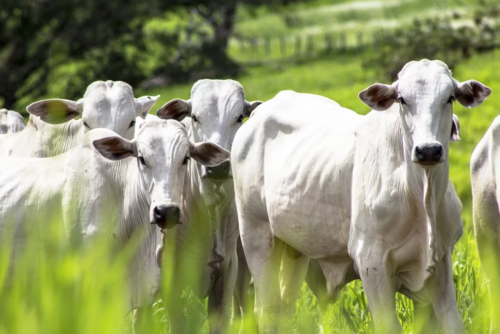 Suspensão da exportação para a China diminuiu o preço das carnes bovinas, mas gerou prejuízo para o setor.