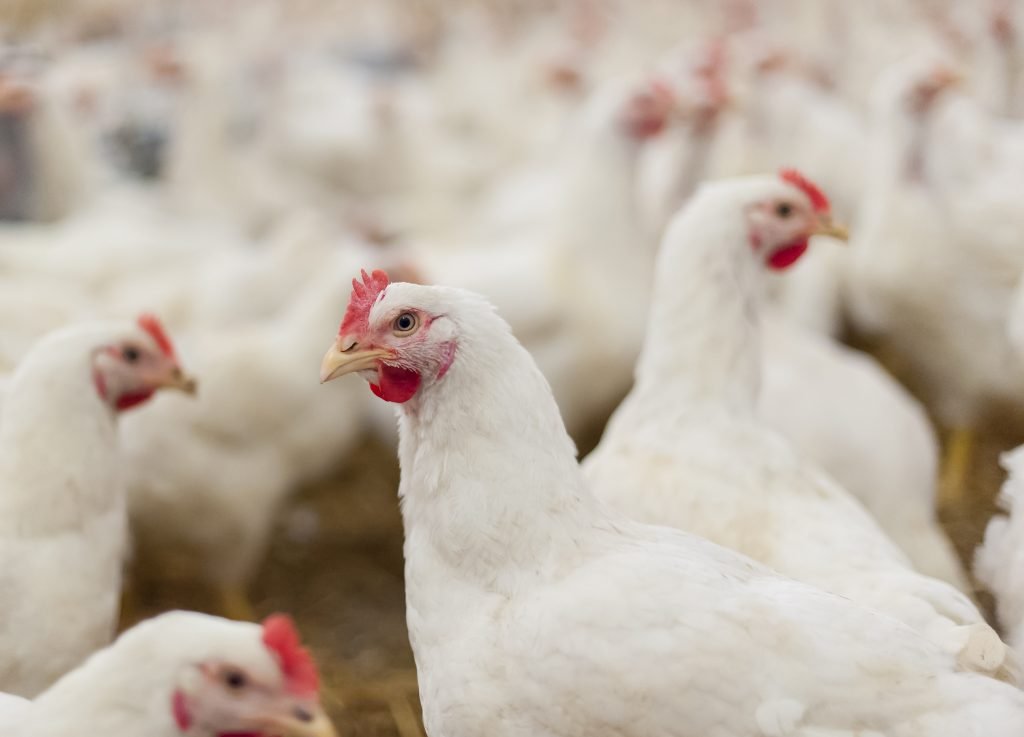 A produção de ovos de galinha também cresceu em Goiás, um total de 244,4 milhões de dúzias produzidas (Foto: Divulgação/Sistema CNA)
