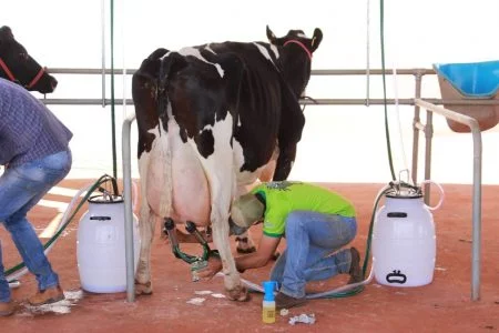 Produtores na preparação para torneio leiteiro (Foto: Divulgação) 