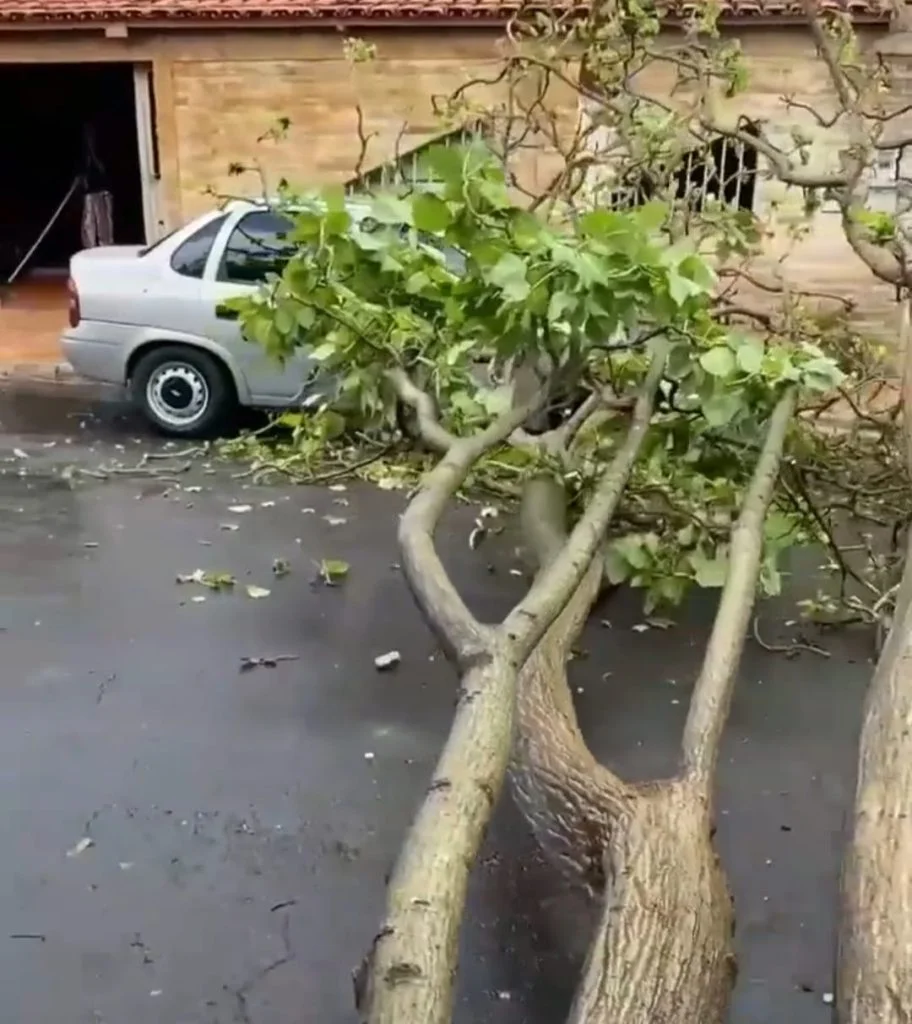 Árvore caída sobre carros.