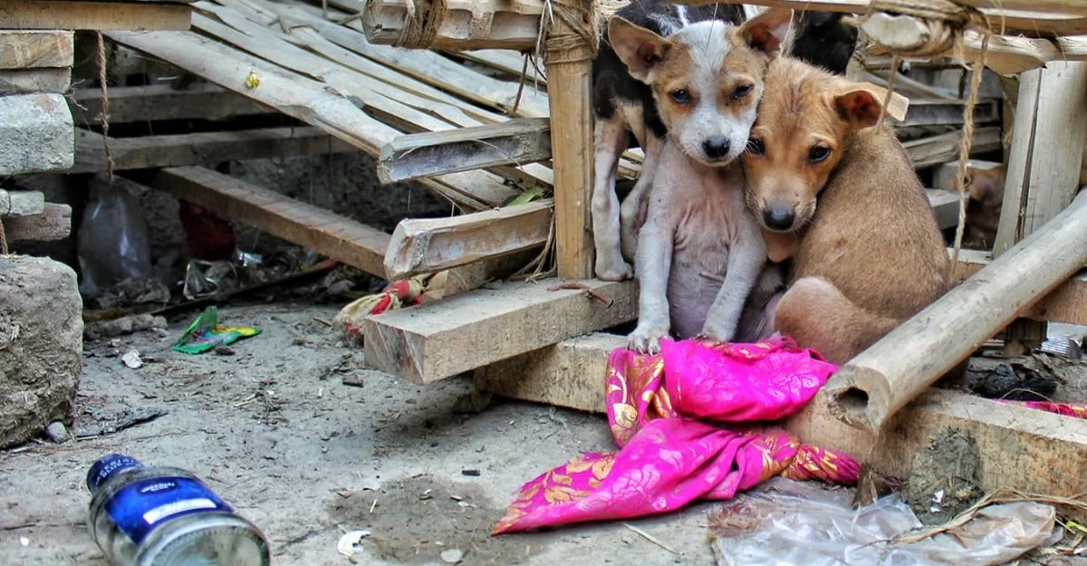 Animais sendo maltratados. (Foto: Reproduçāo)