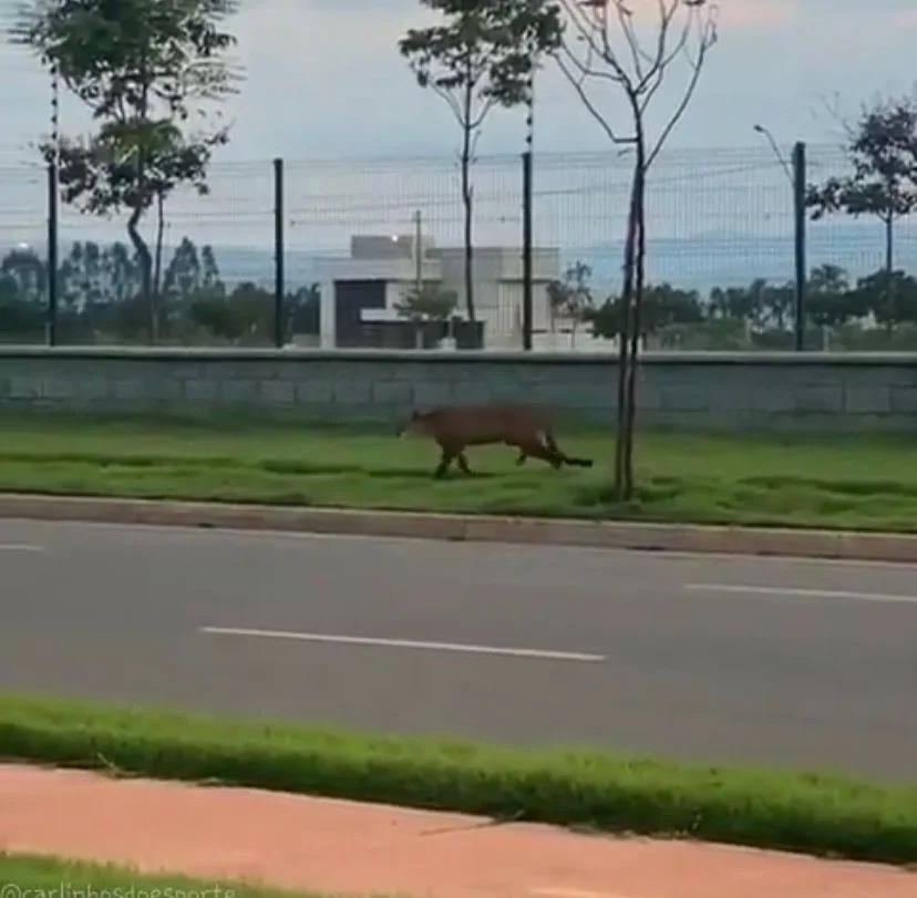 Onça parda andando livremente em Senador Canedo