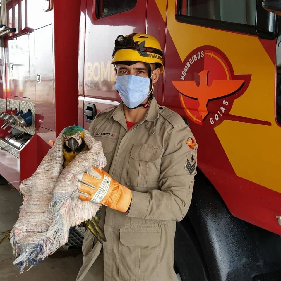 Bombeiros resgatam arara na cozinha de uma casa em Cristalina