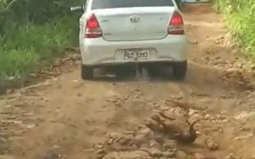 Em Jaraguá cachorro é arrastado por carro