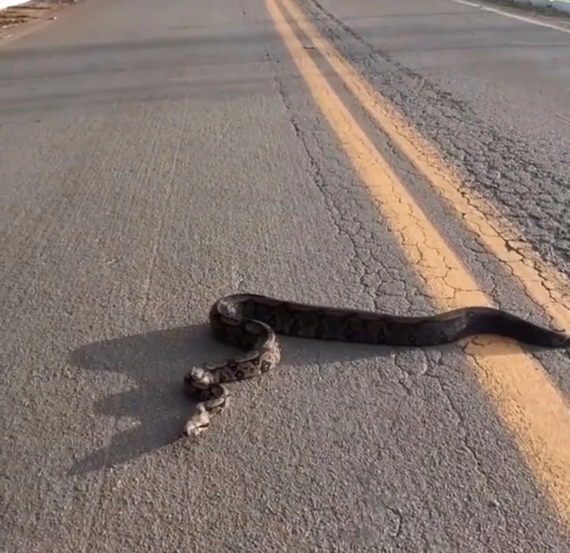 Homem ajuda cobra a atravessar rodovia em Santa Cruz de Goiás