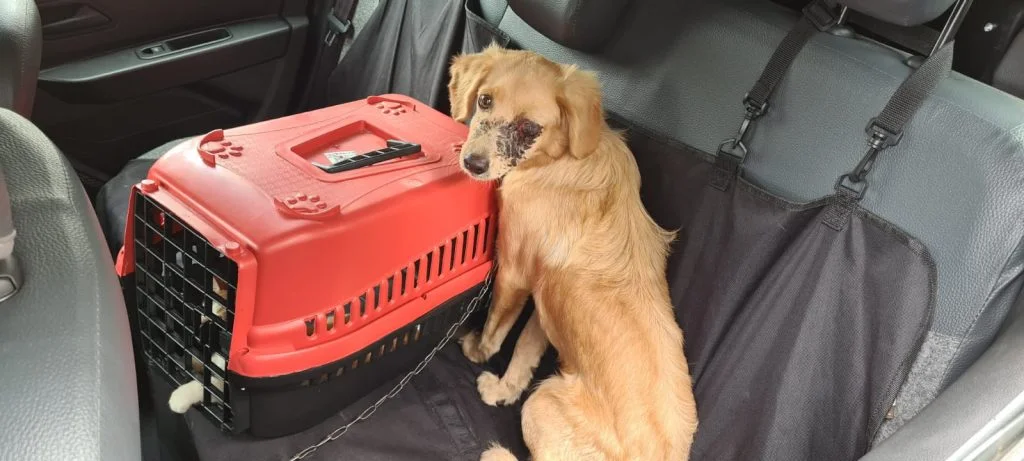 Cachorro é resgatado