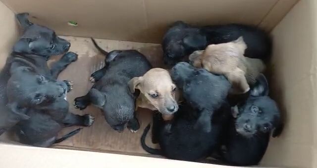 Filhotes de cachorro são abandonados em abrigo com surto de cinomose, em Goiânia