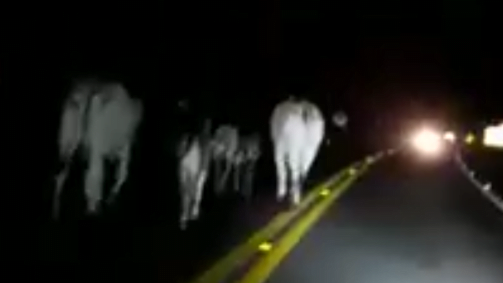 Vídeo: homem registra rebanho de vacas circulando em rodovia e é atingido por outro veículo, em Caldas Novas