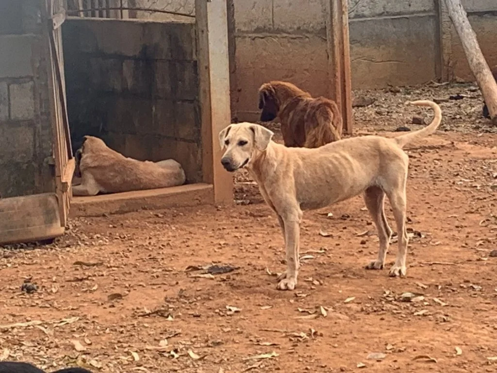 Vídeo: Canil municipal de Goiandira é encontrado completamente abandonado