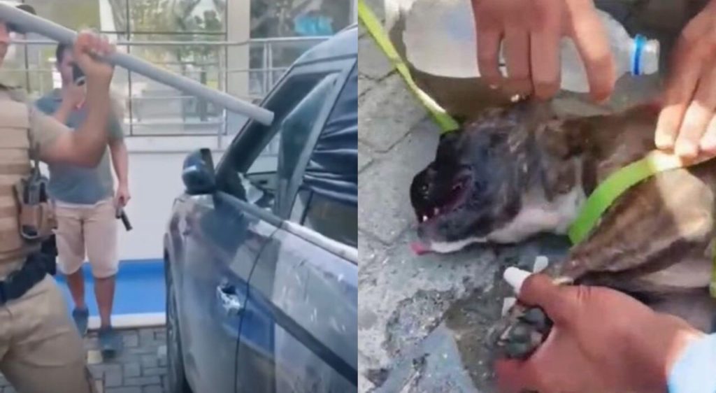 Vídeo: PM salva cachorro que estava preso dentro de um carro, em Santa Catarina