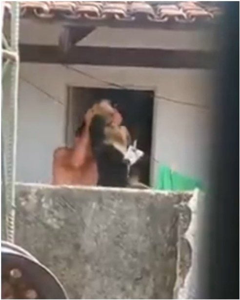 Vídeo: Homem é preso suspeito de maus-tratos, contra própria cadela, em Goiânia