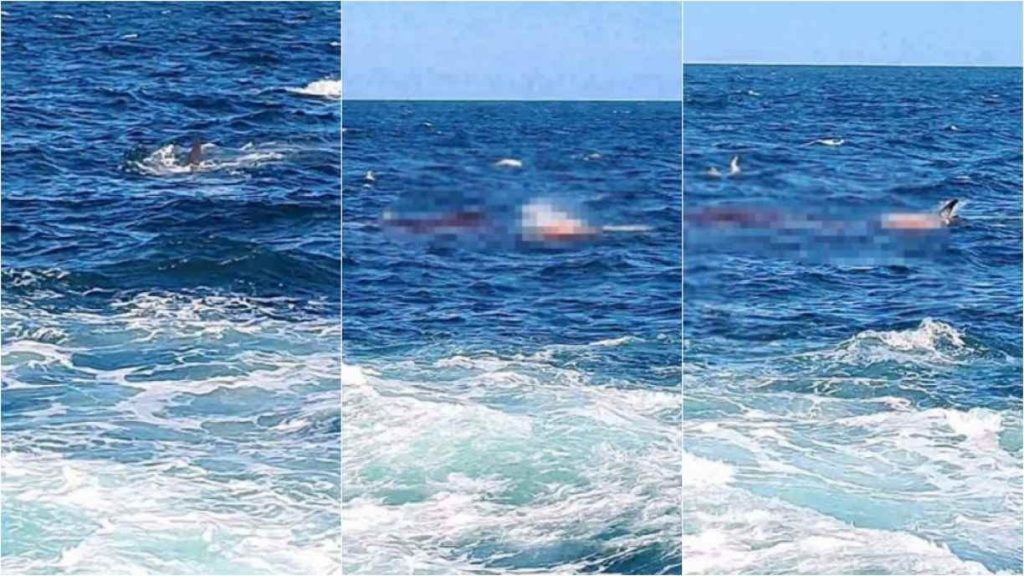 Vídeo: Mergulhador morre após ataque de tubarão-branco em praia da Austrália