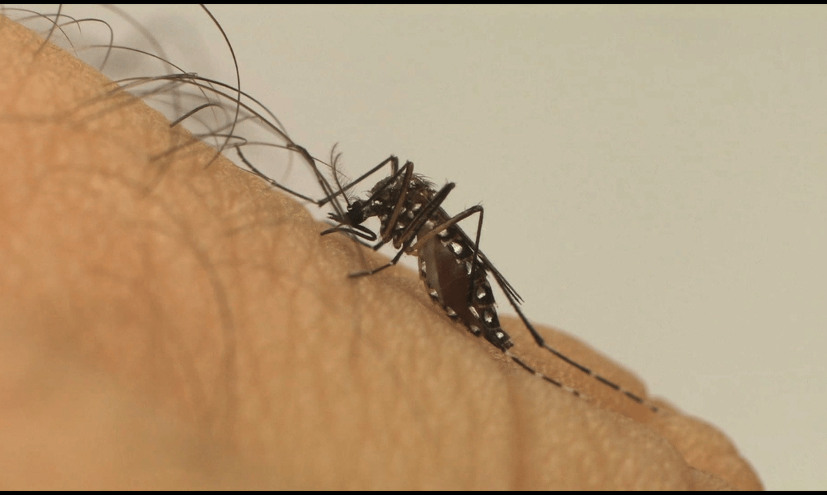 Proliferação Aedes Aegypti