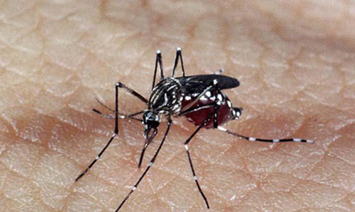 Dengue e chikungunya batem recorde histórico de casos em Goiás