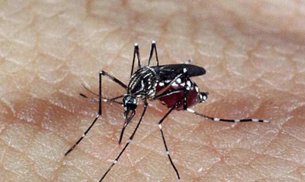 Dengue e chikungunya batem recorde histórico de casos em Goiás