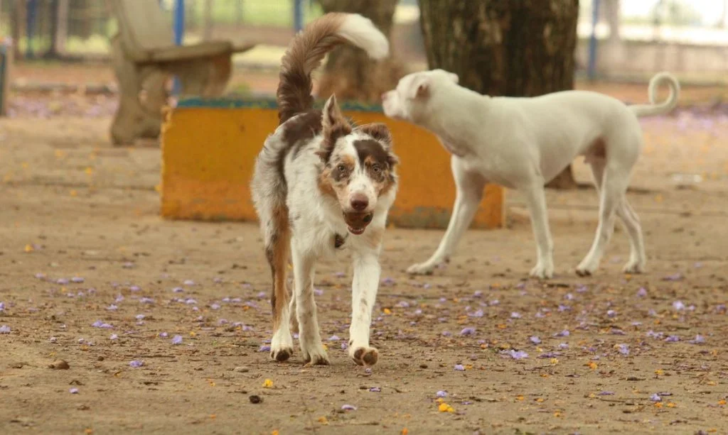 Denúncias por maus-tratos a animais diminuem em Goiânia