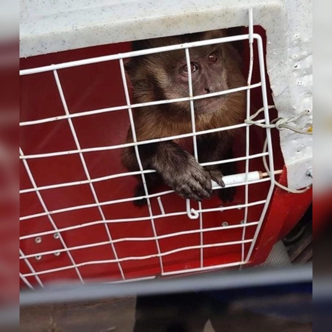 Vídeo: Macaco flarado amolando faca no interior do Piauí é resgatado por agentes do Ibama