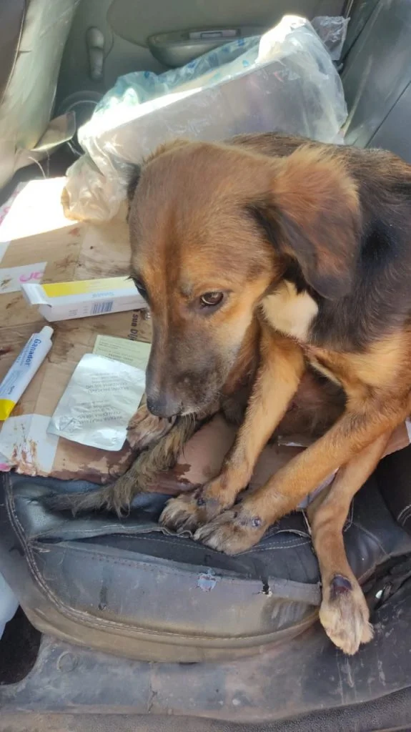 Cachorro maus-tratos idoso Goiânia