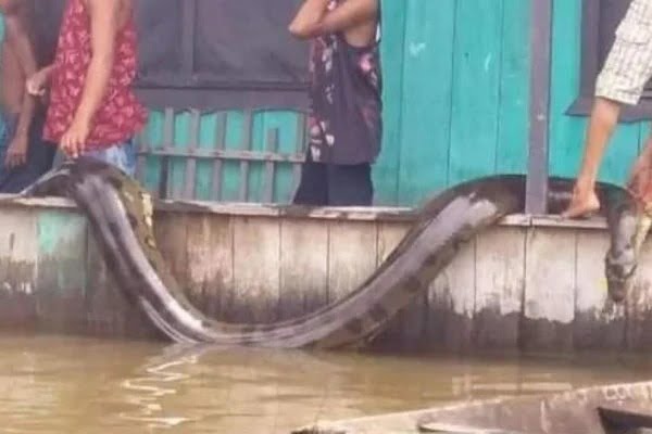 Vídeo: Sucuri de 6 metros é morta por moradores de cidade, do Amazonas