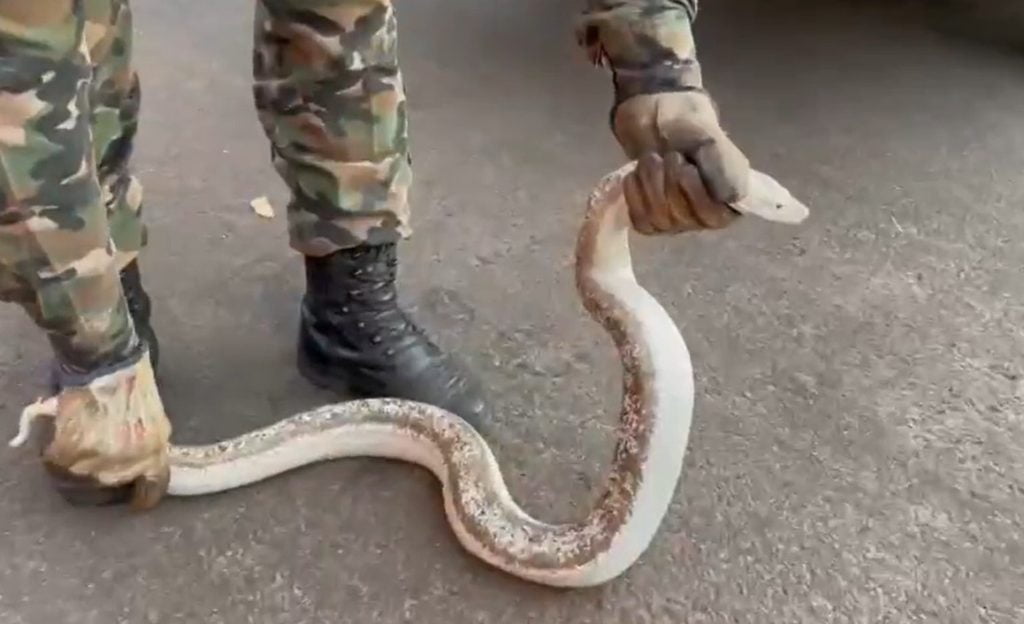 Cobra em Rio Verde