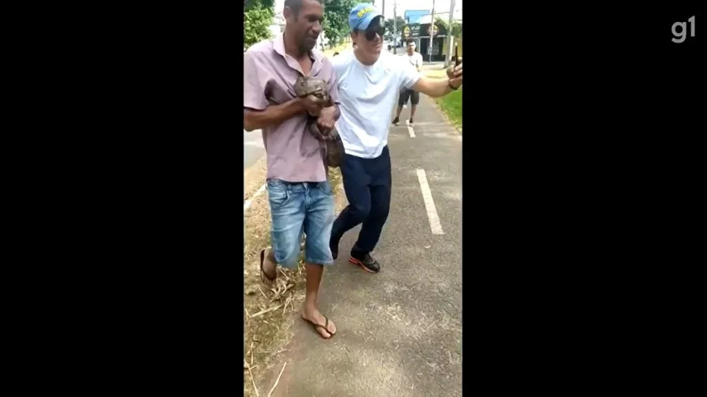 homem segura cobra em Goiânia