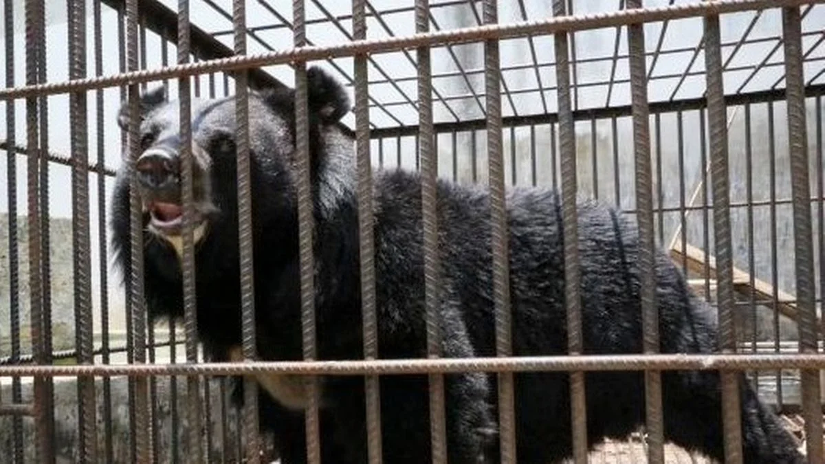 urso cachorro China