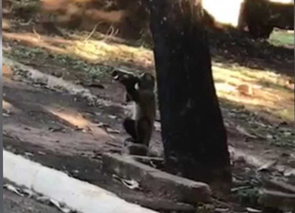 Macaquinho é flagrado bebendo cerveja, em Campo Grande