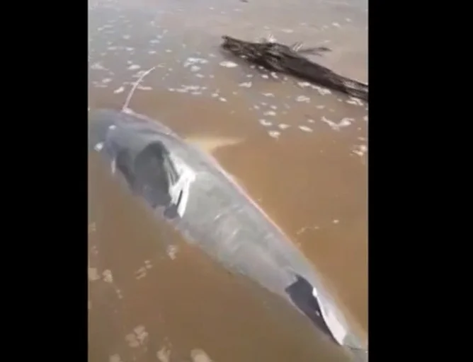 peixe piraíba São Miguel do Araguaia