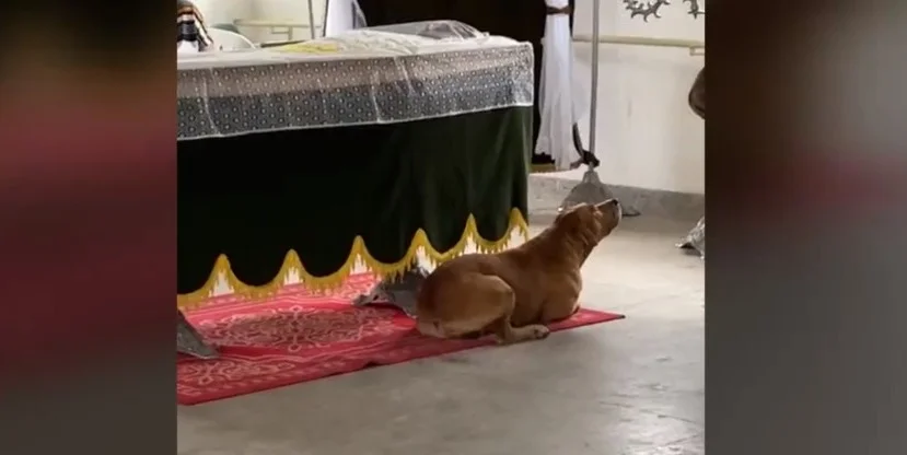 cachorro velório Espírito Santo