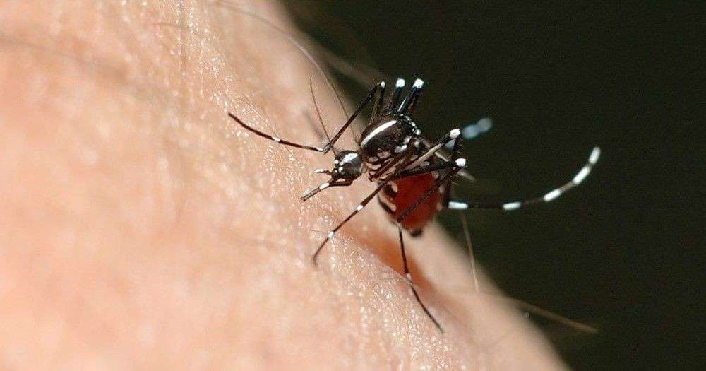 Goiás teve mais de 47 mil casos de dengue no primeiro semestre de 2023
