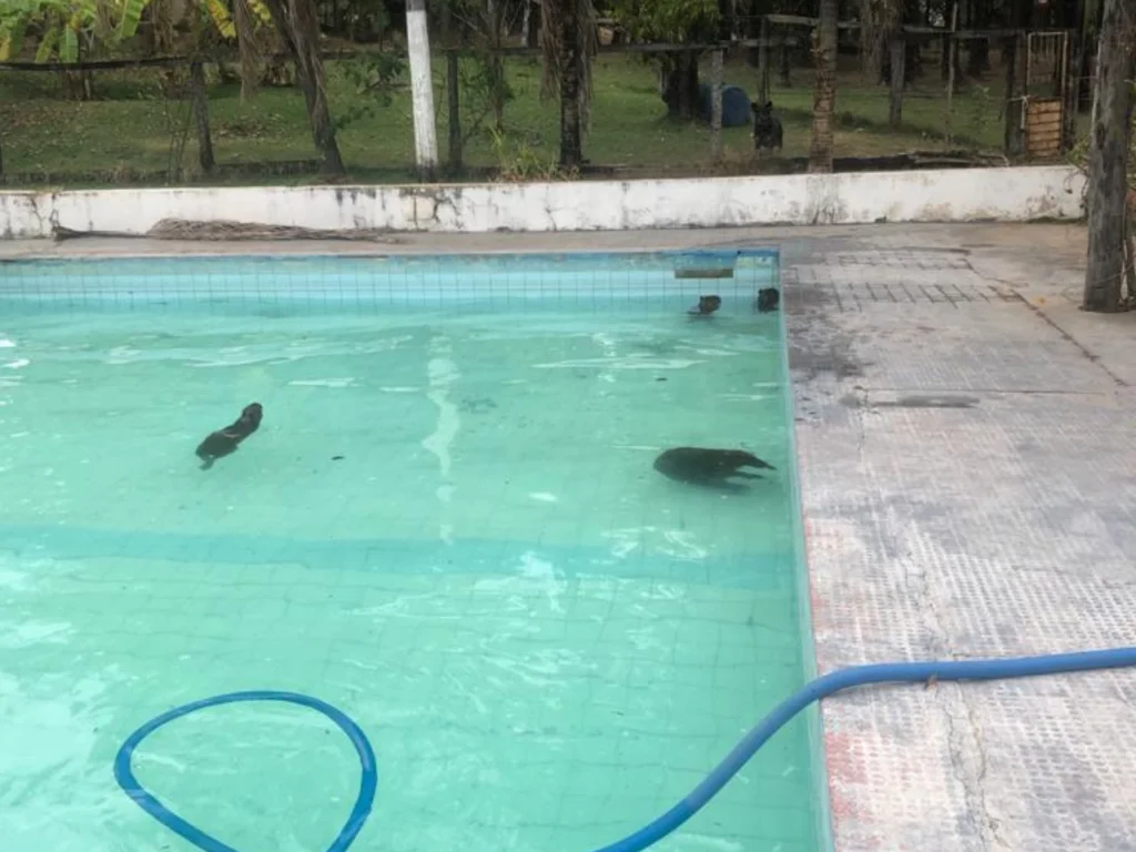 Capivaras usam piscina para se refrescarem do calor