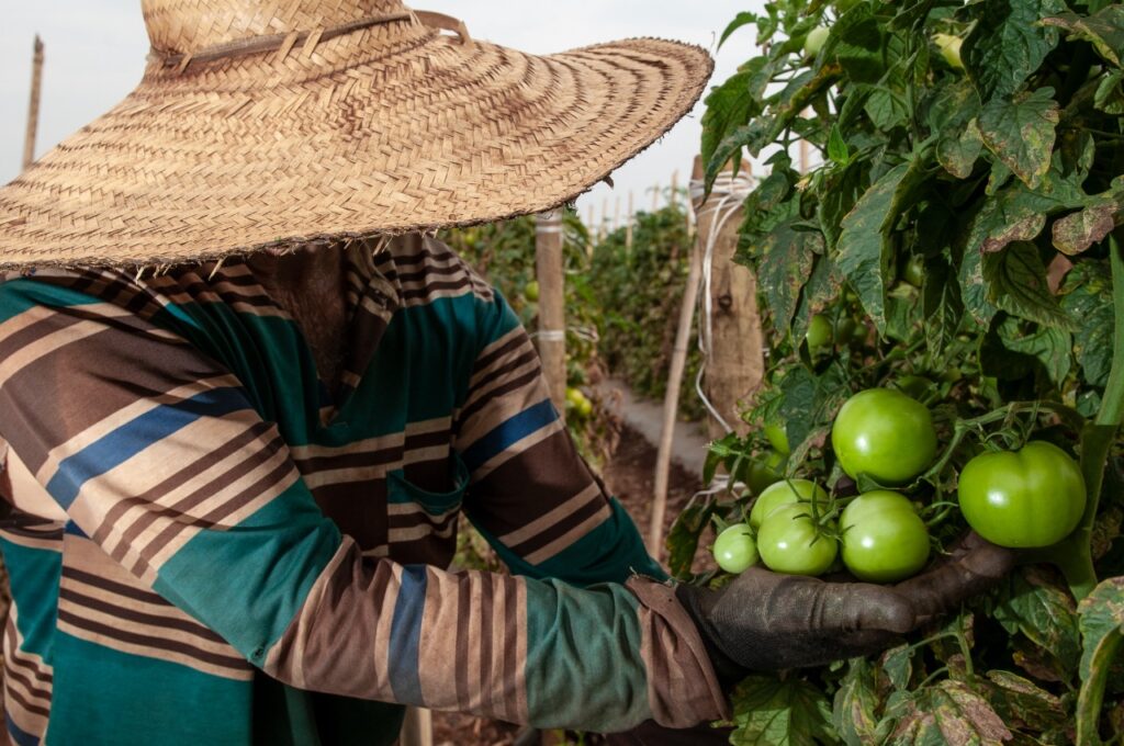 Goiás tem o maior número de criação de emprego no agronégocio, aponta Caged