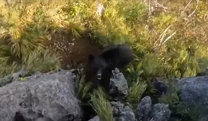 alpinista luta contra urso Japão