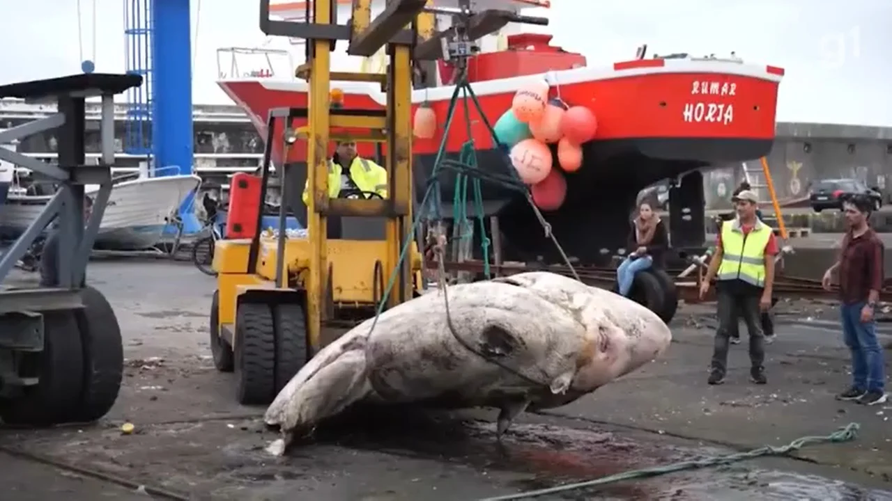 peixe ósseo gigante Portugal