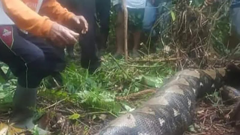 Corpo de mulher desaparecida é encontrado dentro de cobra de 7 metros