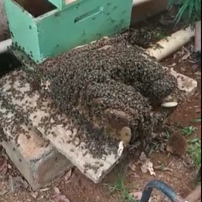 Goiás registra mais de 2 mil ocorrências envolvendo abelhas no ano