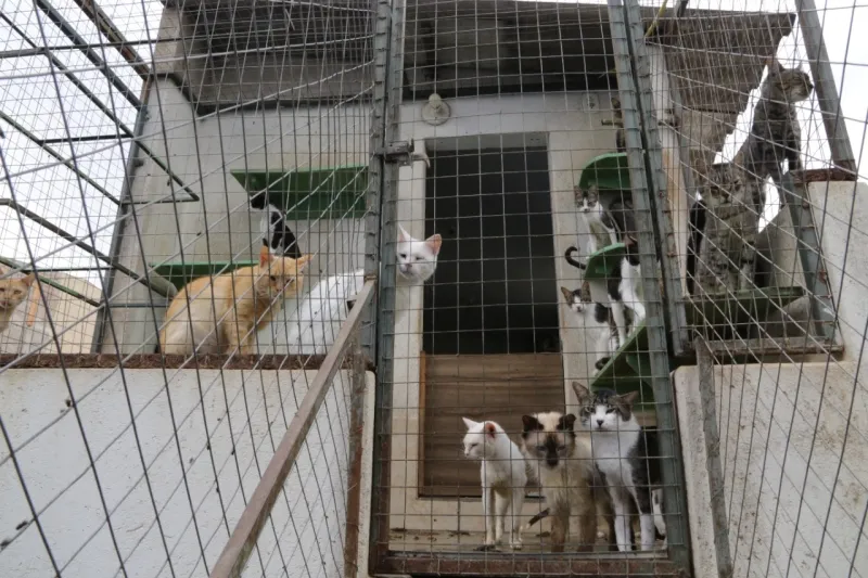 Mais de 350 animais são resgatados em casa de idosa, em Valparaíso de Goiás