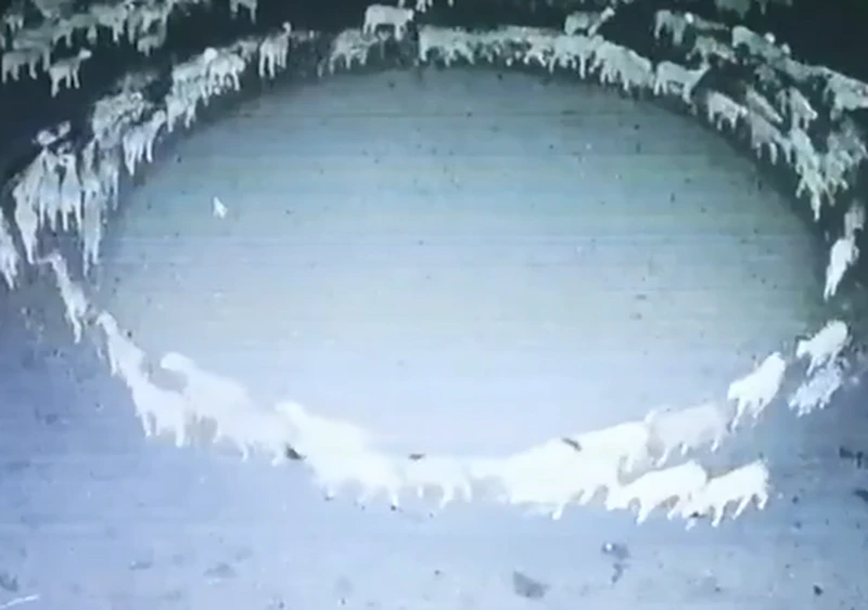 Vídeo: Ovelhas andam em círculo durante 12 dias seguidos na China