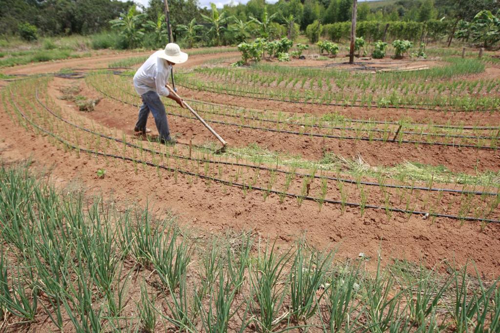 Agricultura e Indústria crescem em Goiás durante pandemia