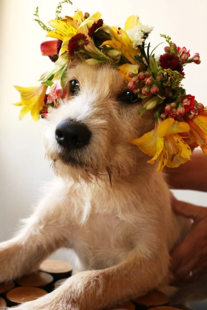 Grupo Vida Lata promove novo conceito de evento de adoção pet, neste domingo (27)