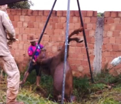 Vídeo: Em Luziânia, égua é resgatada após cair em fossa séptica