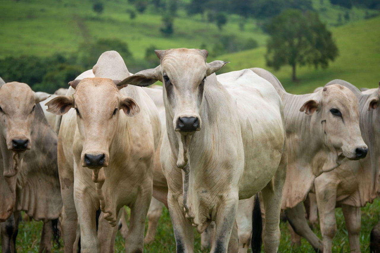 Produção goiana somou 843,8 mil bovinos abatidos de julho a setembro