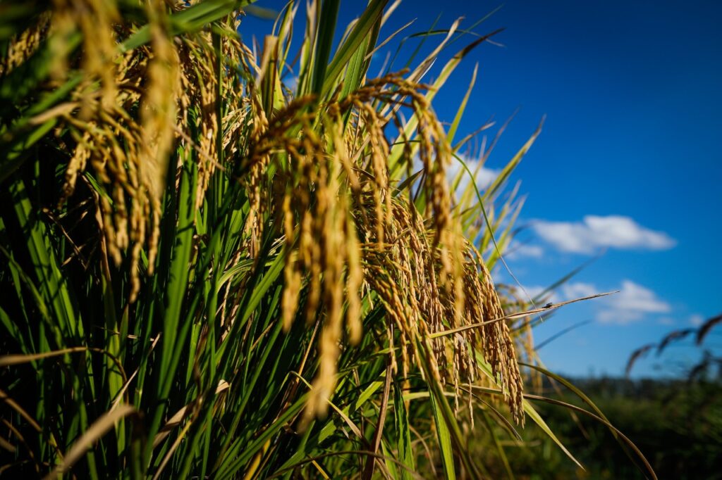 De janeiro a outubro deste ano, as exportações de arroz em Goiás cresceram 82,6% em comparação com o mesmo período de 2021.