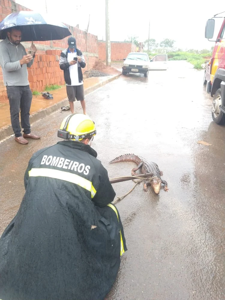 Vídeo: Bombeiros resgatam jacaré em rua de Formosa