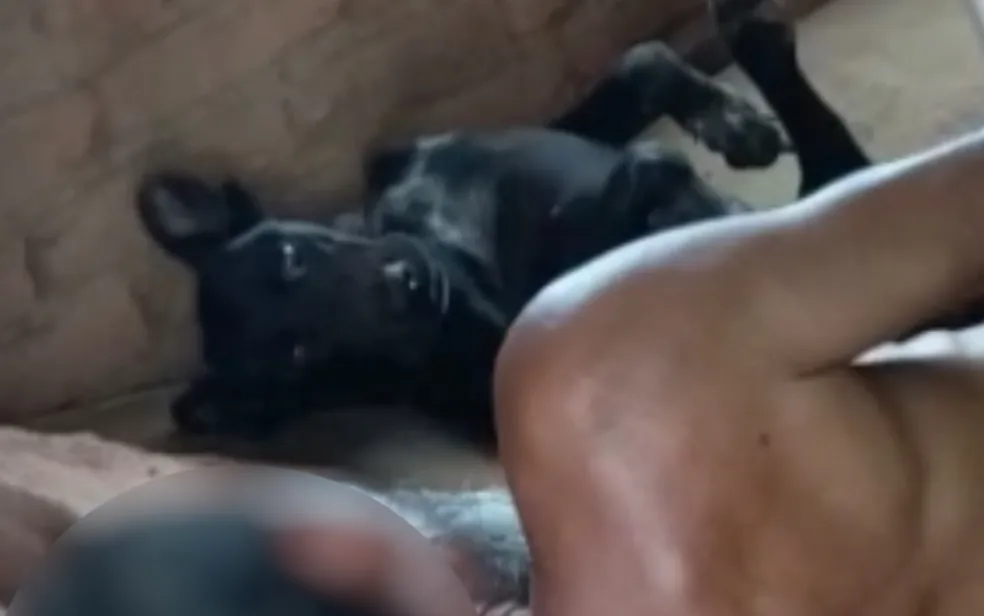 Homem é preso após ser filmado praticado atos sexuais com cadela, em Diorama