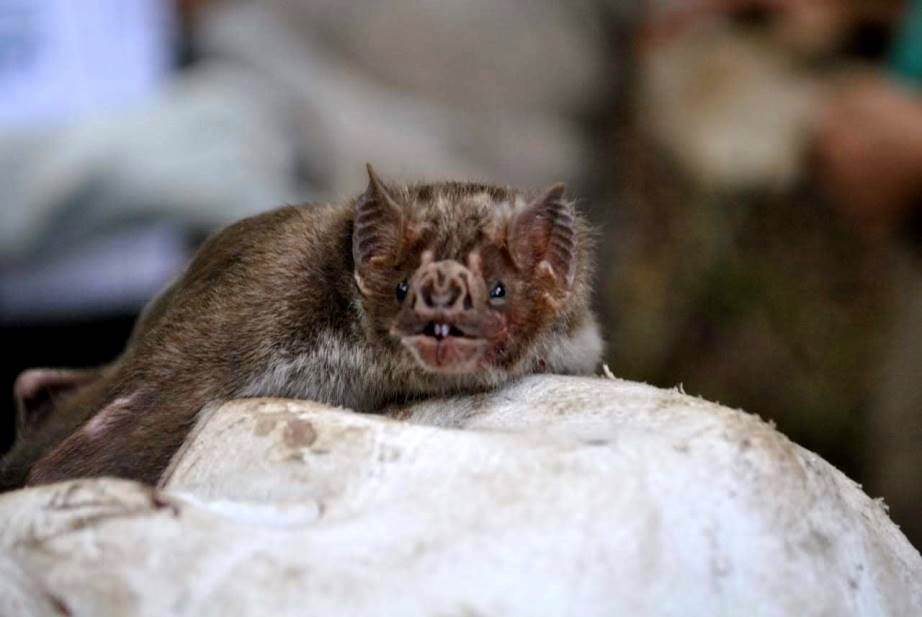 Morcego hematófago, principal transmissor da raiva