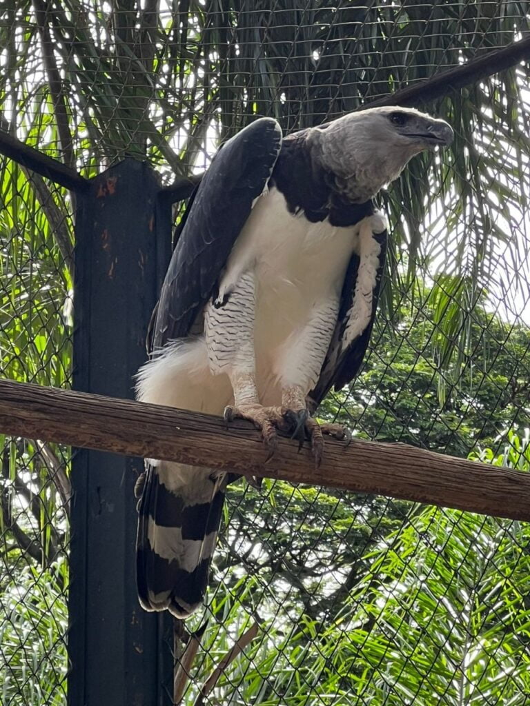 Zoológico de Goiânia recebe ave Harpia macho, e expectativa é reproduzir espécie em cativeiro