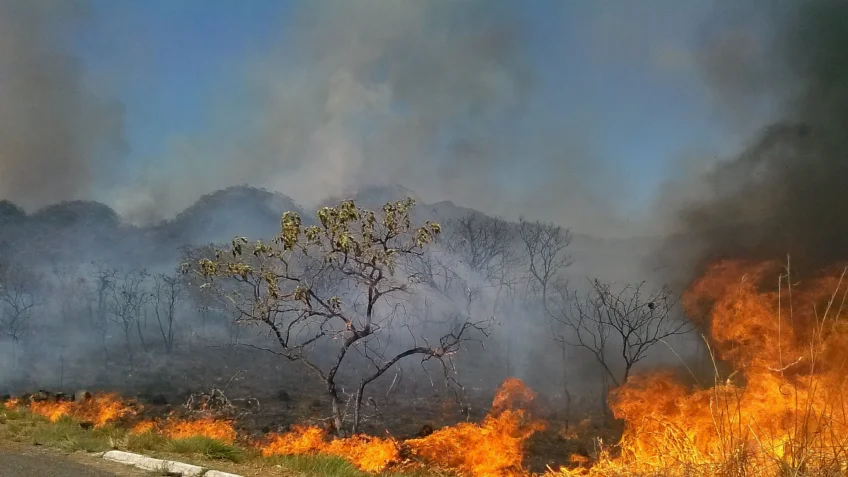 Desmatamento no Cerrado destruiu quase 500 mil hectares no primeiro semestre de 2023