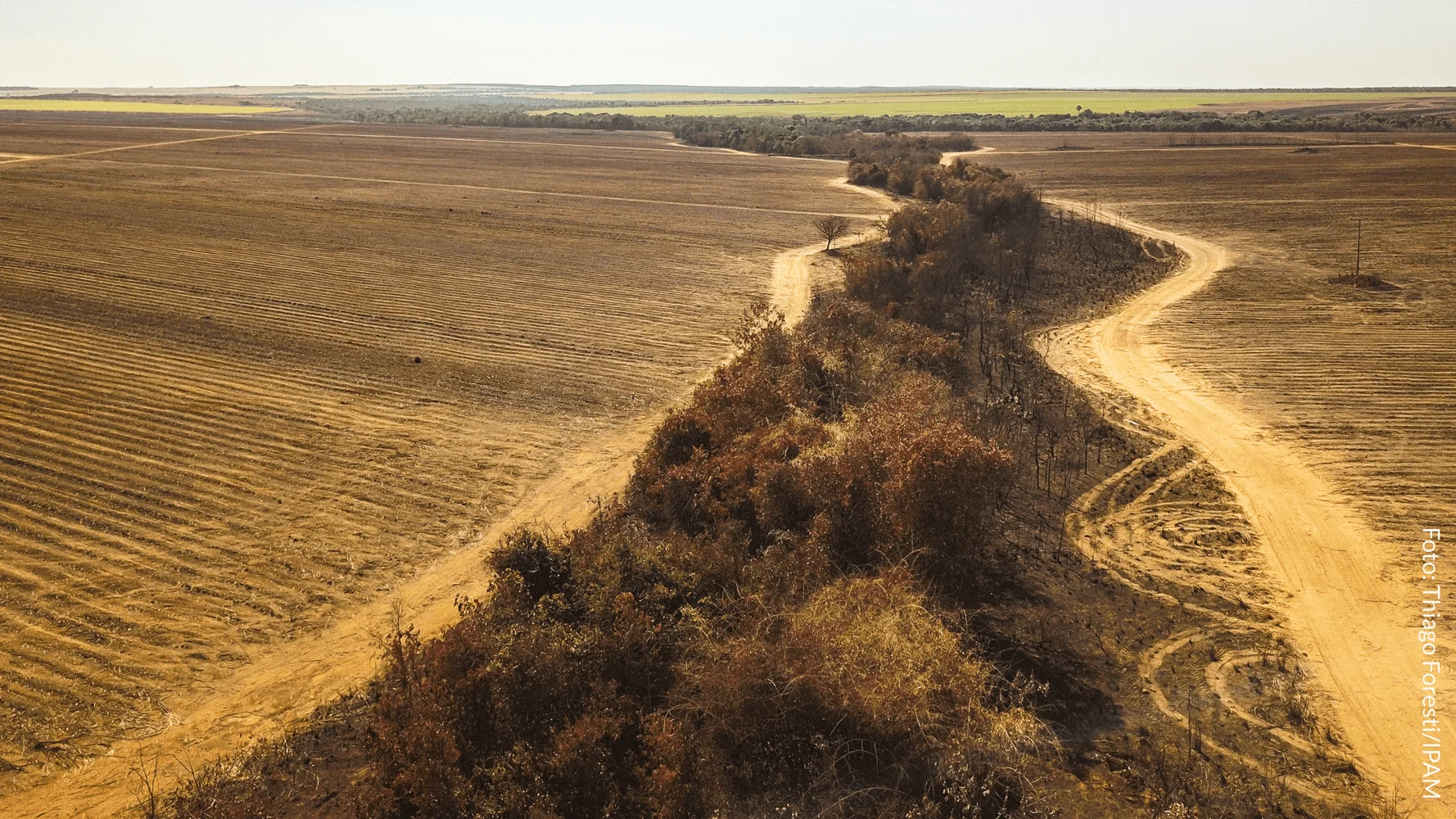 Desmatamento no Cerrado cai 48% em janeiro, mostra instituto