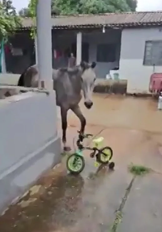 Paulo conta no vídeo que estava lavando o carro no quintal e deixou o portão aberto enquanto foi ao banheiro, e ao voltar, encontrou o cavalo e o potro passeando no quintal